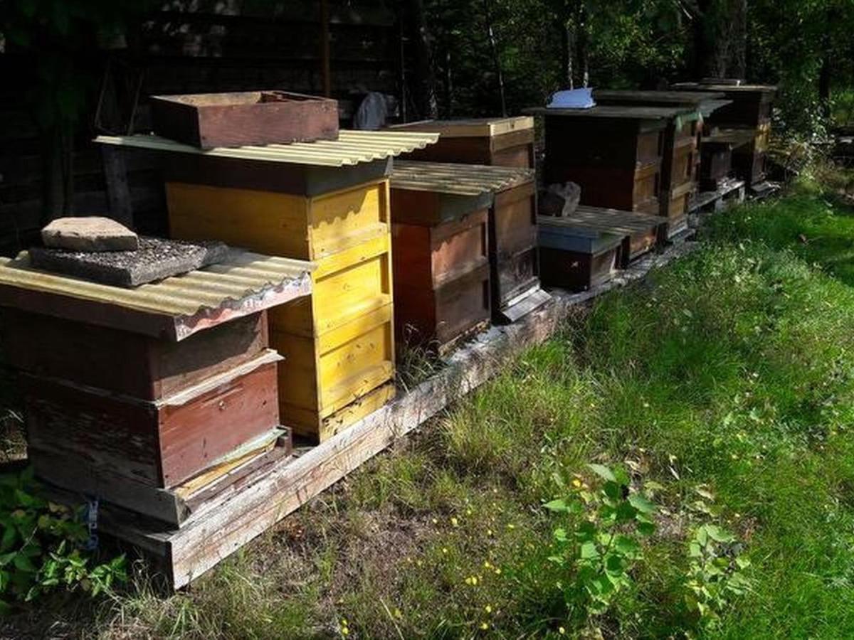 Haus Zur Bienenweide Apartment Schomberg Bagian luar foto